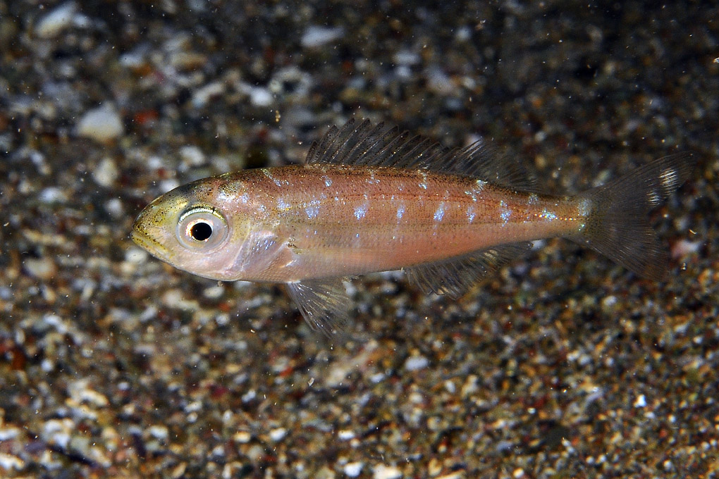 juvenile Pagellus bogaraveo